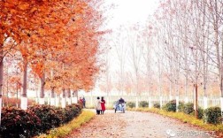 邳州红叶最佳观赏时间？去年邳州冬季最低温度是多少