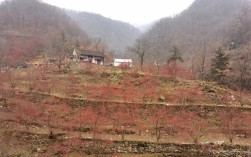 河南高度排名前十的山？西峡桑坪海拔高度多少