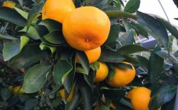 黄岩蜜桔河南可以种植吗？黄岩全年最低气温多少