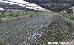福建哪里允许养殖牛蛙？上杭县湖洋邮政编码是多少