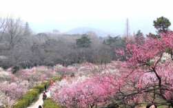 南京梅花山春节收费标准？南京梅花山票价是多少