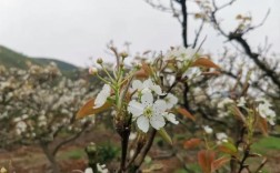 贺州梨花开了吗？贺州最高温度是多少