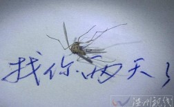 温州蚊子为什么这么厉害？温州多少温度穿长袖