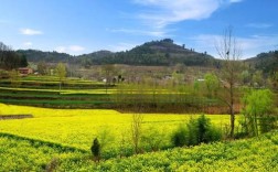 徽县油菜品种介绍？徽县最冷天气是多少度