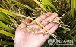 920赤霉素在什么天气水稻抽穗打？水稻多少温度算寒露风天气