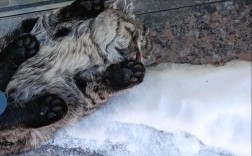 4、5个月大的小猫咪在零下20多度的气温下会被冻死吗？东北5月份温度是多少度