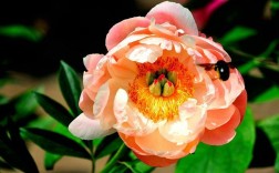 上海6月种什么花？6月上海温度是多少