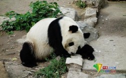 熊猫适宜的温度？北京热带公园室内温度多少