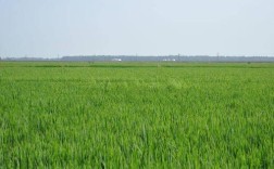 东北地区这么冷种植水稻的地区？康平县今天下了多少雨