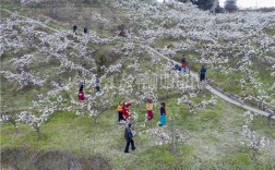 隆昌市天峰山梨花开了吗？隆昌的天气今天多少度