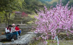 温州市区哪里有桃花？泰顺罗阳海拔高度多少