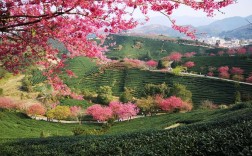 龙岩市区到永福樱花有多少公里啊？永福离漳平多少