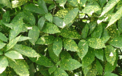 金沙叶种植条件？金沙全年最高温度是多少