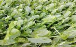 大豆苗被雨水淹了怎样救治？空心菜适合多少度天气预报