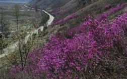 集安映山红什么时候开？集安的温度是多少