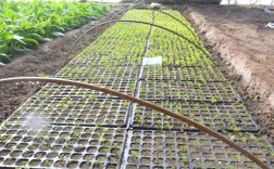 西兰花小拱棚栽植技术？培养西兰苗温度是多少