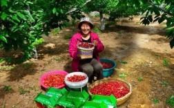 博爱寨豁樱桃园采摘时间？博爱的温度是多少