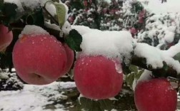 甘肃苹果产地今晚有霜冻吗？庄浪七月份最高温度是多少