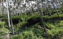 阿里山乌龙茶制作工艺？明天阿里山的温度是多少
