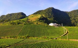中国高山蔬菜种植基地？火烧坪海拔多少