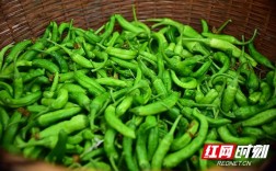 樟树港辣椒辣吗？樟树今天气温多少度