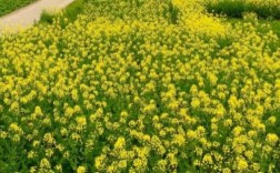 油菜零下15度能越冬吗？小油菜生长的最低温度是多少