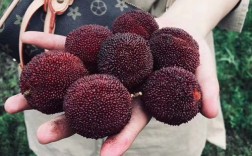 仙居杨梅能放几天？仙居温度多少