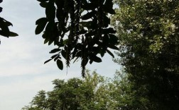 淮北地区种什么树价值高？淮北湿度多少