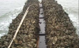 汕尾海滩突现大量生蚝哪里来的？玛娃有多少级