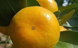 云南早熟蜜桔主产区？建水县到盘江多少公里