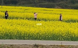 丰城油菜花在什么地方？丰城到隍城有多少公里
