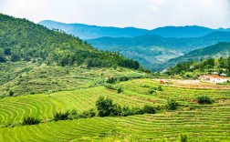 广东梅州属于什么地理气候，适合种植哪些植物？陆河今天温度是多少度
