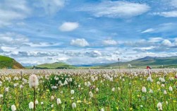 2023年毛垭大草原的花什么时候开？毛垭草原离成都多少公里
