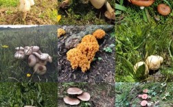 野生蘑菇的生长速度有多快？国庆期间大海草山温度多少
