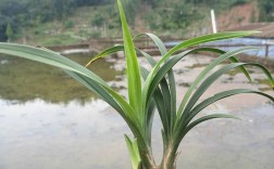 送春矮种有什么特征？江油天气相对湿度是多少