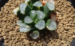 万象多肉植物怎么养？万象的温度多少度