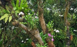 兴隆热带植物园、热带花园啊哪个好？兴隆热带植物园多少度