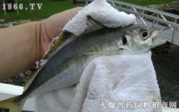 秋天钓鱼最适合钓哪些鱼种？乌头鱼天气温度多少度进食