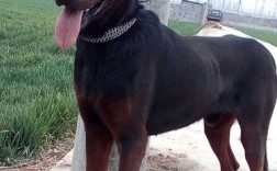 莱州红犬最大长多少斤？山东莱州温度是多少钱
