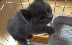 三个月的英短蓝猫发烧不吃东西？连平温度多少