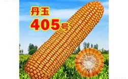 丹玉405适合山东种植吗？辽宁省丹东市多少集温