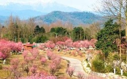 崇州3月赏花路线？sp同城到崇州今天气温多少度