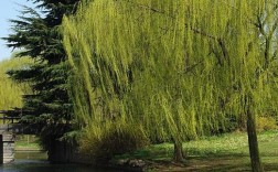 两个人合抱的柳树大概有几年？柳树需要多少湿度