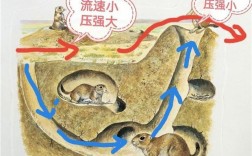 鼠洞如何通风原理？今日洞口气压多少