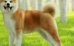 秋田犬什么天气都在外面？秋田犬的适宜温度是多少