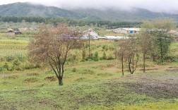伊春大林场有哪些？翠峦区沟里有多少林场
