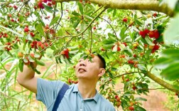 请教清远哪里有杨梅摘？清远到杨梅镇多少小时