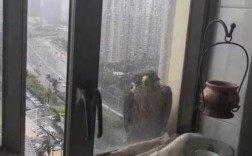 五到六级风有多大可以开窗吗？玻璃窗能顶多少级台风