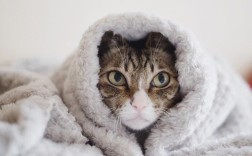 猫能承受多少度的低温？天气多少度属于寒冷