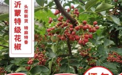 2021山东十大农业排名？山东章丘花椒多少钱一斤